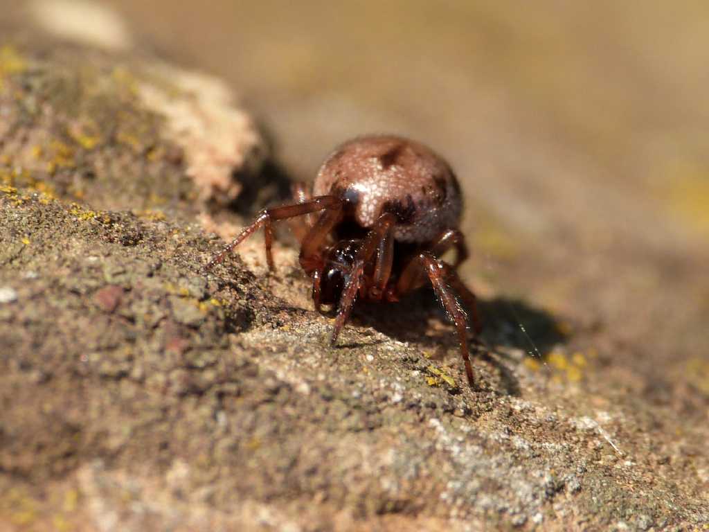 Maschio di Enoplognatha mandibularis protettivo - Tolfa (RM)